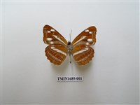 藏品(蓬萊環蛺蝶)的圖片